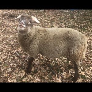 Meet your Posher, Tracey